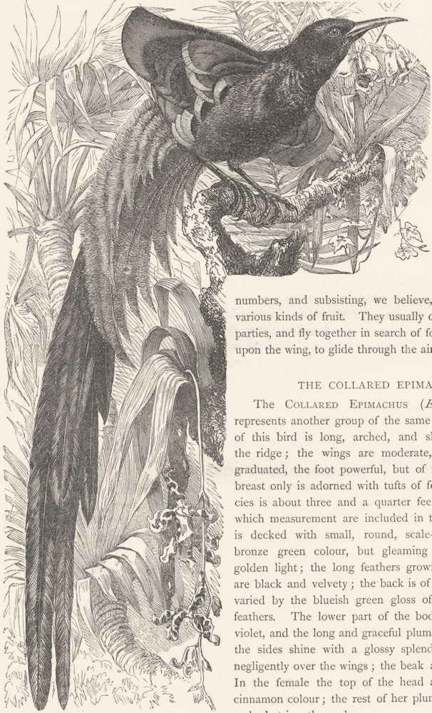 BIRDS. Raven. Bird Paradise. Collared Epimachus c1870 old antique print